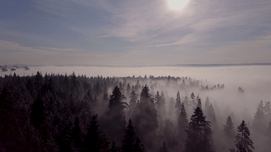 Fog settling between evergreen trees under a low sun, filmed from above