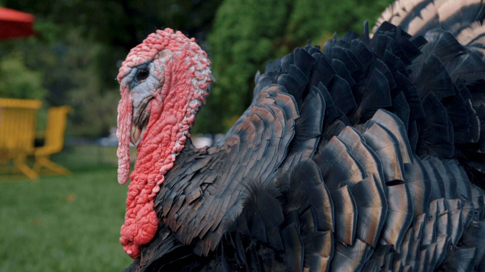 A turkey in close-up, from the Nested Naturals vegan campaign