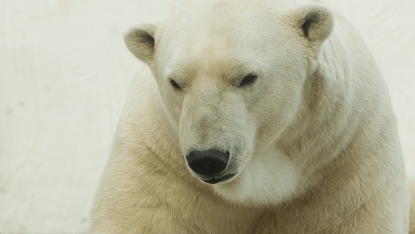 A polar bear in close-up, from the National Observer fundraising trailer
